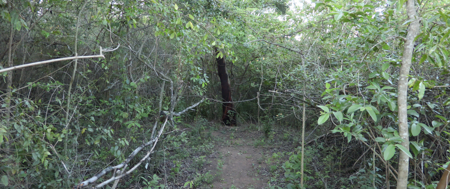 Hiking Trails